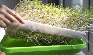 绿豆芽怎么种植 绿豆芽种植方法